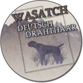 vom Wasatch Drahthaar Kennel