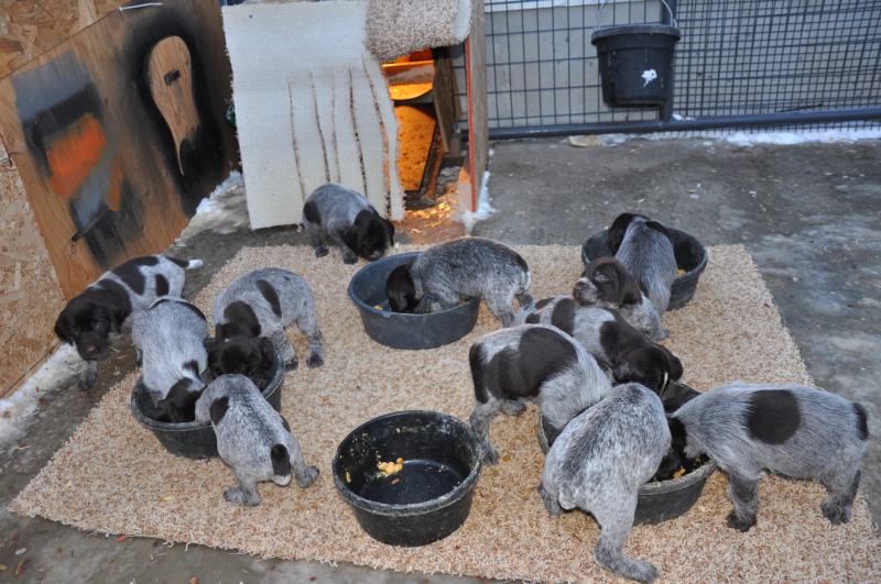 "S" Litter::: Photo Gallery:: Deutsch Drahthaar Breeder vom Wasatch